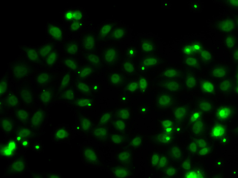 Anti-NGFRAP1 Antibody (CAB7296)