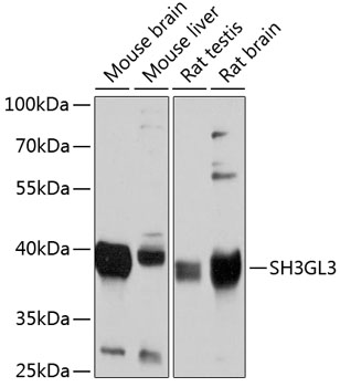 Anti-SH3GL3 Antibody (CAB4112)