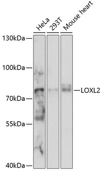 Anti-LOXL2 Antibody (CAB14638)