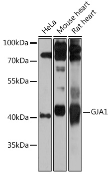 Anti-GJA1 Antibody (CAB11752)