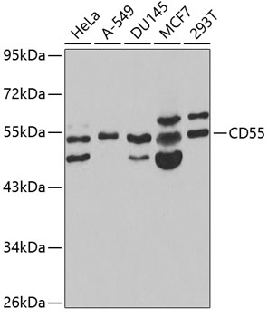 Anti-CD55 Antibody (CAB1228)