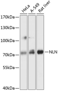 Anti-NLN Antibody (CAB13112)