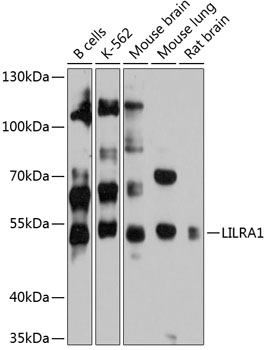 Anti-LILRA1 Antibody (CAB12111)