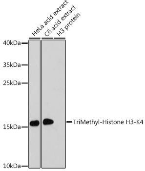 Anti-TriMethyl-Histone H3-K4 Antibody (CAB2357)