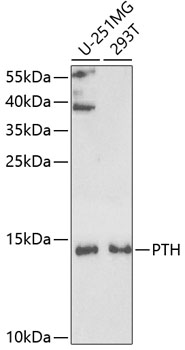 Anti-PTH Antibody (CAB5846)