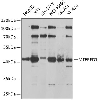 Anti-MTERFD1 Polyclonal Antibody (CAB9804)