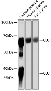 Anti-CLU Antibody (CAB1472)