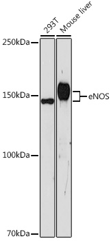 Anti-eNOS Antibody (CAB15075)