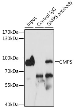 Anti-GMPS Antibody (CAB6606)