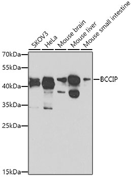 Anti-BCCIP Polyclonal Antibody (CAB8586)