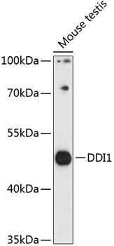 Anti-DDI1 Antibody (CAB14468)