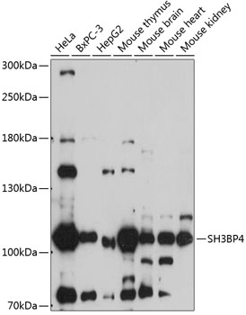 Anti-SH3BP4 Antibody (CAB14351)