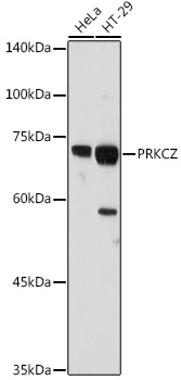 Anti-PRKCZ Antibody (CAB5714)