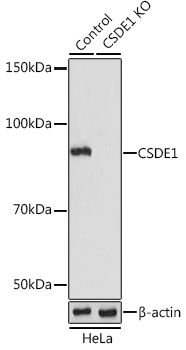 Anti-CSDE1 Antibody [KO Validated] (CAB5941)