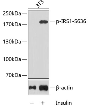 Anti-Phospho-IRS1-S636 Antibody (CABP0225)