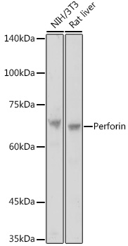 Anti-Perforin Antibody (CAB0093)