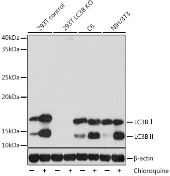 Anti-LC3B Antibody [KO Validated] (CAB19665)