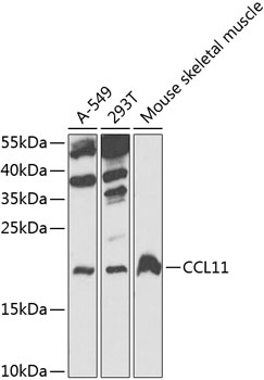 Anti-CCL11 Antibody (CAB7569)