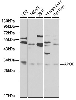 Anti-APOE Antibody (CAB0304)