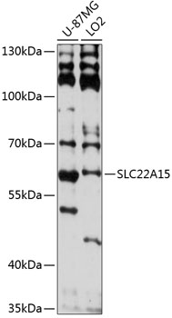 Anti-SLC22A15 Antibody (CAB14408)