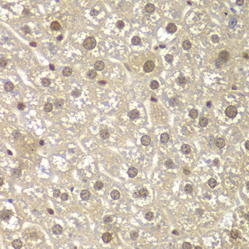 Anti-MAD1L1 Antibody (CAB1153)