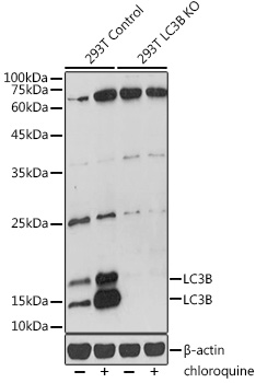 Anti-LC3B Antibody [KO Validated] (CAB19665)