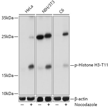Anti-Phospho-Histone H3-T11 Antibody (CABP0093)