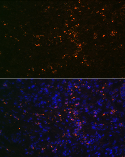 Anti-FUT4 Antibody (CAB16320)