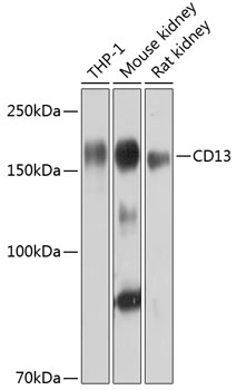 Anti-CD13 Antibody