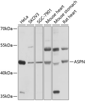 Anti-ASPN Antibody (CAB10311)