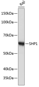 Anti-SHP1 Antibody (CAB19111)