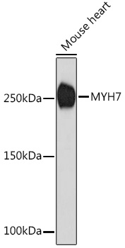 Anti-MYH7 Antibody (CAB7564)