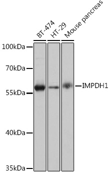 Anti-IMPDH1 Antibody (CAB16899)