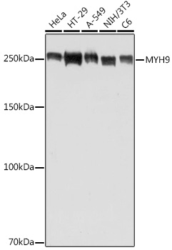 Anti-MYH9 Antibody (CAB16923)