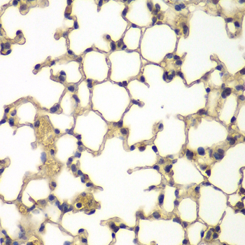 Anti-IFRD1 Antibody (CAB7439)