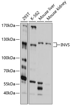 Anti-INVS Antibody (CAB10298)