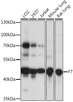 Anti-F7 Antibody (CAB16044)