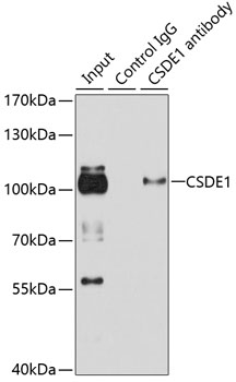 Anti-CSDE1 Antibody [KO Validated] (CAB5941)