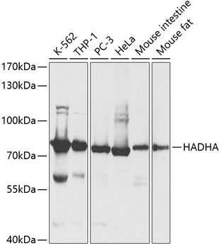 Anti-HADHA Antibody (CAB13310)