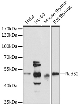 Anti-Rad52 Antibody (CAB3077)