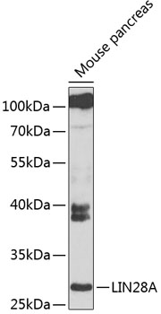 Anti-LIN28 Antibody (CAB6034)