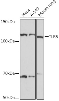 Anti-TLR5 Antibody (CAB8765)