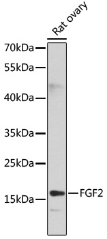 Anti-FGF2 Antibody (CAB0235)