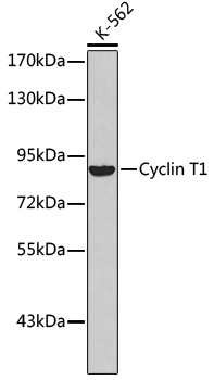 Anti-Cyclin T1 Antibody (CAB2057)