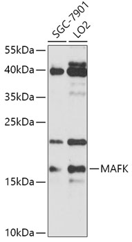 Anti-MAFK Antibody (CAB17551)