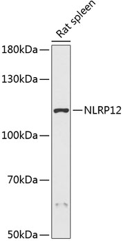 Anti-NLRP12 Antibody (CAB14519)