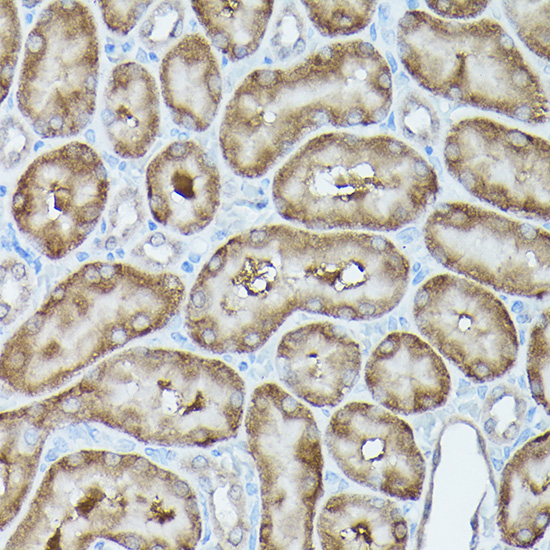 Anti-MLST8 Antibody (CAB13599)