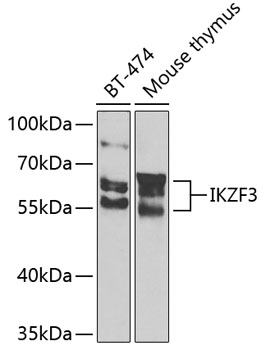 Anti-IKZF3 Antibody (CAB7287)