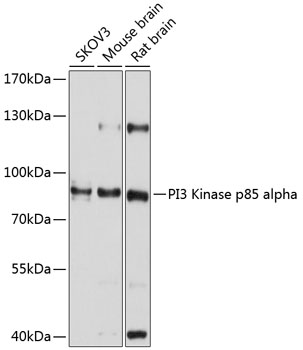 Anti-PI3 Kinase p85 alpha Antibody (CAB11526)