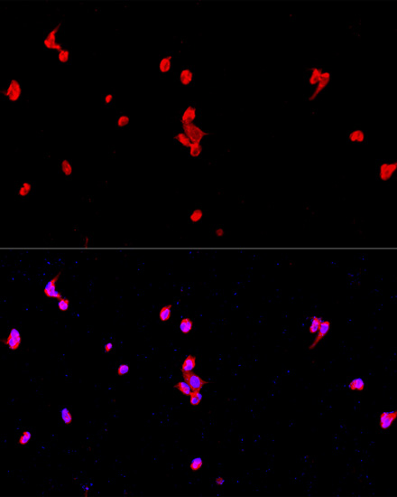 Anti-eIF2Alpha Antibody (CAB0764)